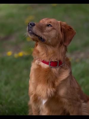 #dogtraining and working on the basics with Rooster who is now 10months old.