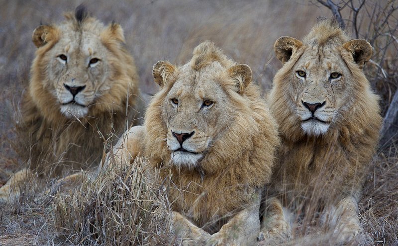 A Regal Trio: Jacaranda Males of the Timbavati