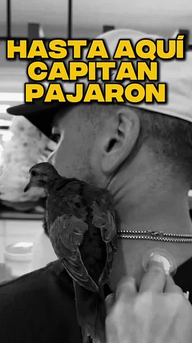 Señores será este mi final como capitán pajaron? 😞😞

#JorgeBernal #camatime #leronca #capitanpajaron #parejasdivertidas