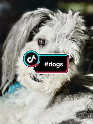 #dogs