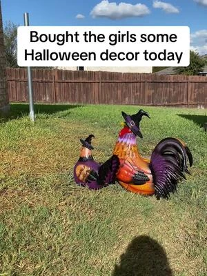 Bought a couple of witchy chickens as decor for my girls. They despise anything new, but thought these would be ok. I only have 1 thats a little on the wild side. Shes always the brave one 🤣. The others took the long way around and avoided them like it was the plague! #funnyvideos #funnychickens #backyardchickens #halloween #metalchickens 