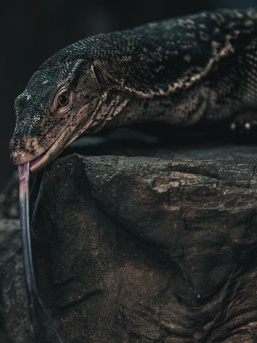 Asian Water Monitor Perched product image (1)
