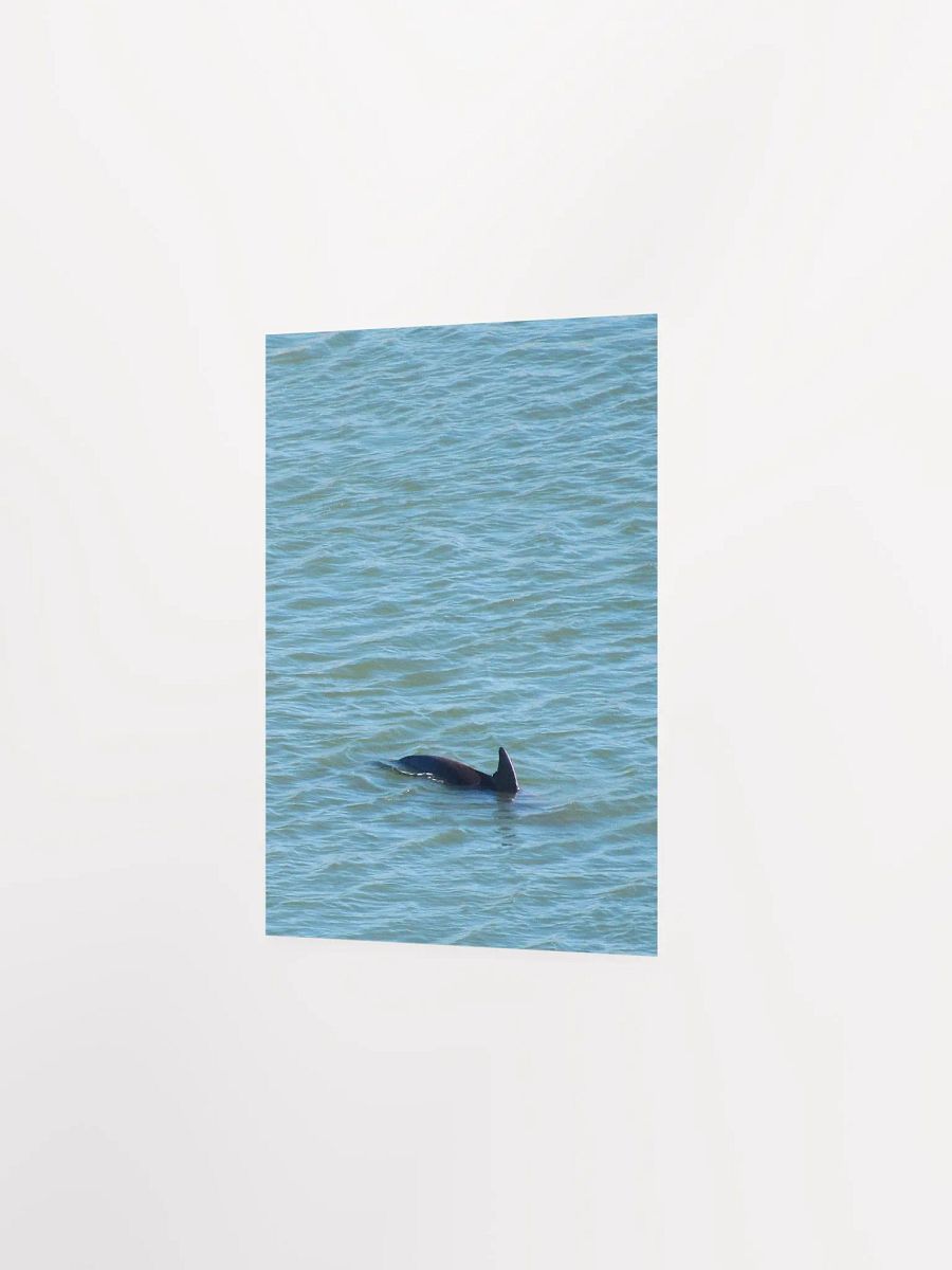 Dolphin Pop-up product image (16)