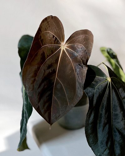 I had a dream that a stump that I’ve been waiting to wake up since forever started to push a leaf and when it fully opened I ...