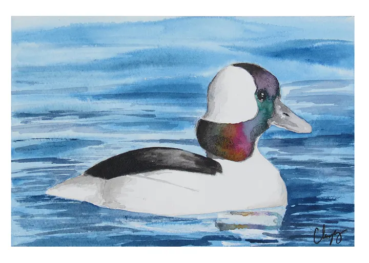 Bufflehead print product image (1)