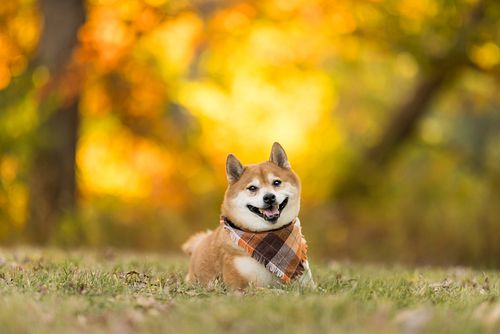 Sanji was all smiles and wagging tails during his Bark In The Park session! 🐾🐕 His love for the camera is undeniable—check ou...
