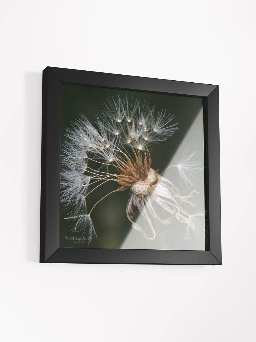 Dandelion #9 - Framed Print product image (3)