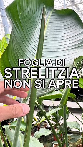 🌿 metodo brevettato 👌

🌿 può capitare che le foglie della Strelitzia (in particolare S. nicolai) si blocchino arrotolate e no...