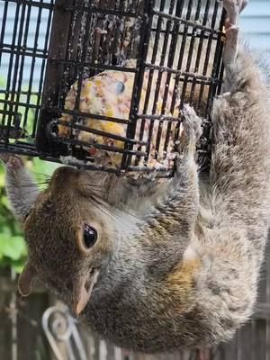 #squirrel #squirrels