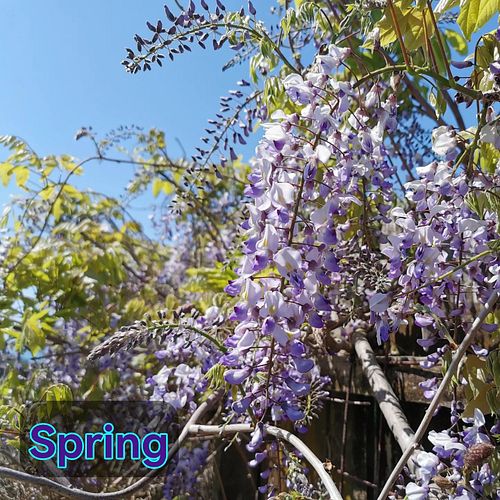 Spring is springing here in EnZed, along with shifting to Summer Time - our River Boys story time might be one hour earlier f...