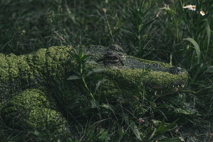 Mossy Alligator In The Grass product image (1)