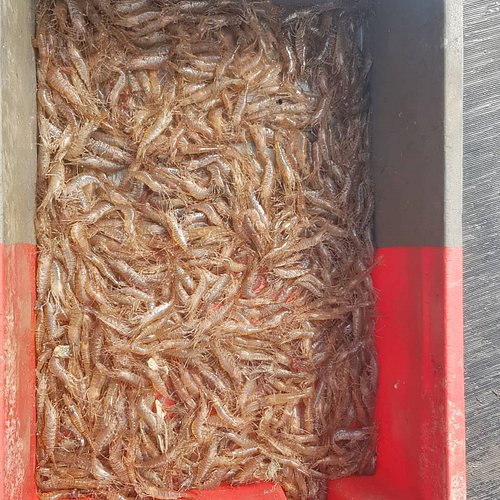 🦐🦐Prawns🦐🦐
Picture from one of the strings we did the other day. which was nice to see for a change.
#prawns🍤 #fishing #fishi...