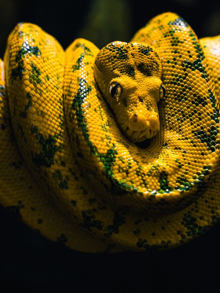 Yellow-Green Tree Python product image (1)