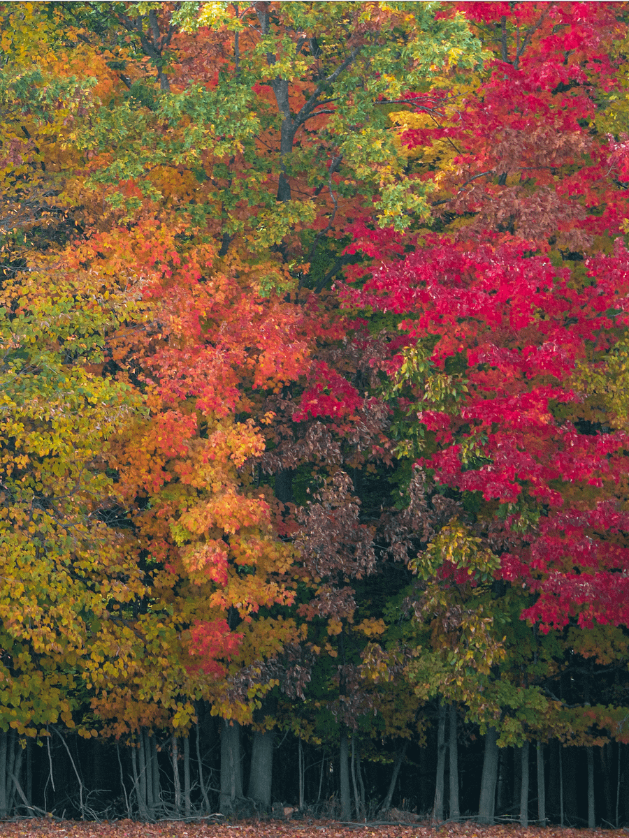 Fall Panorama product image (1)