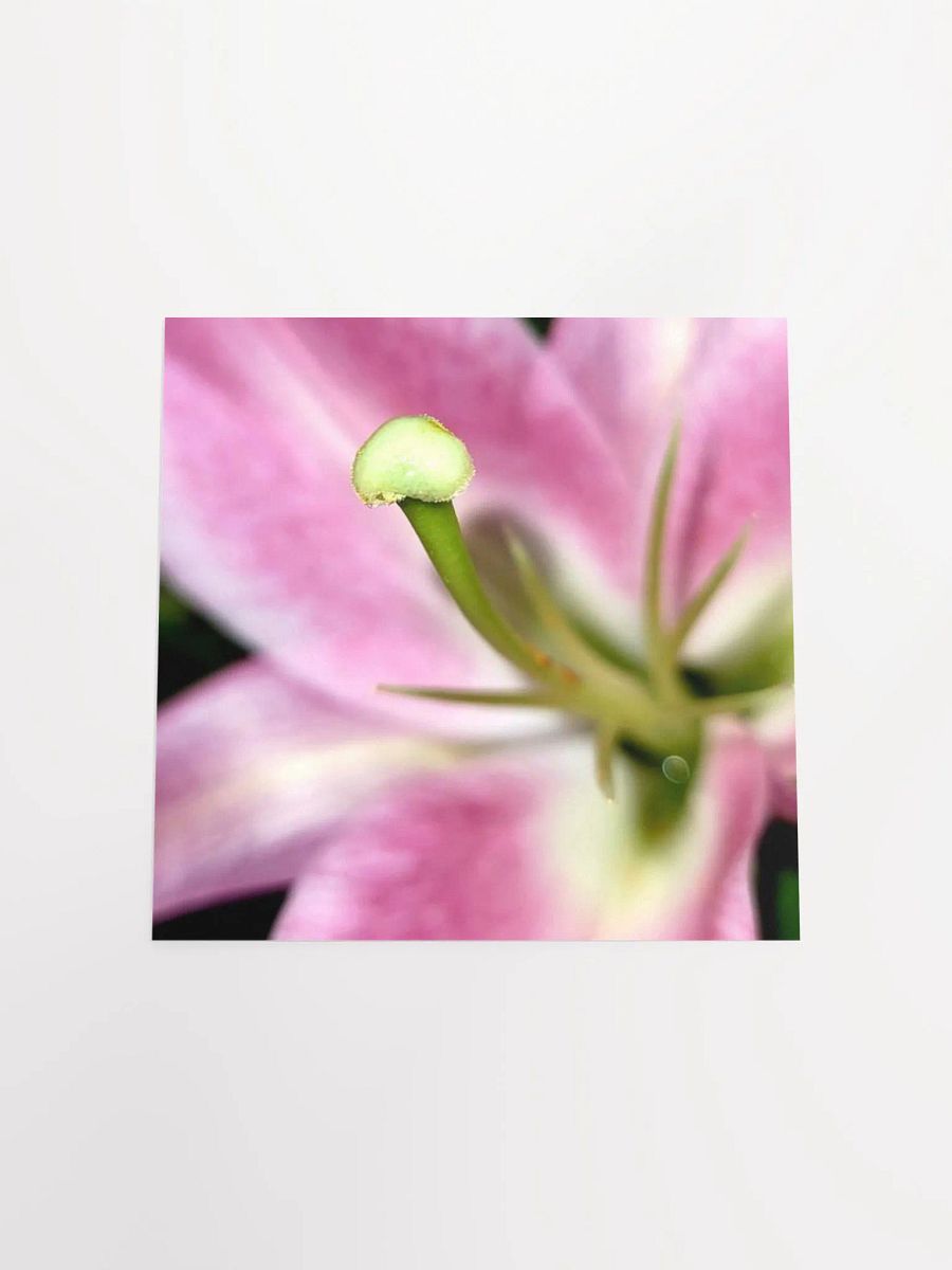 Lily product image (20)