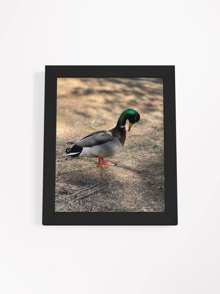 Duckie Contemplating product image (2)