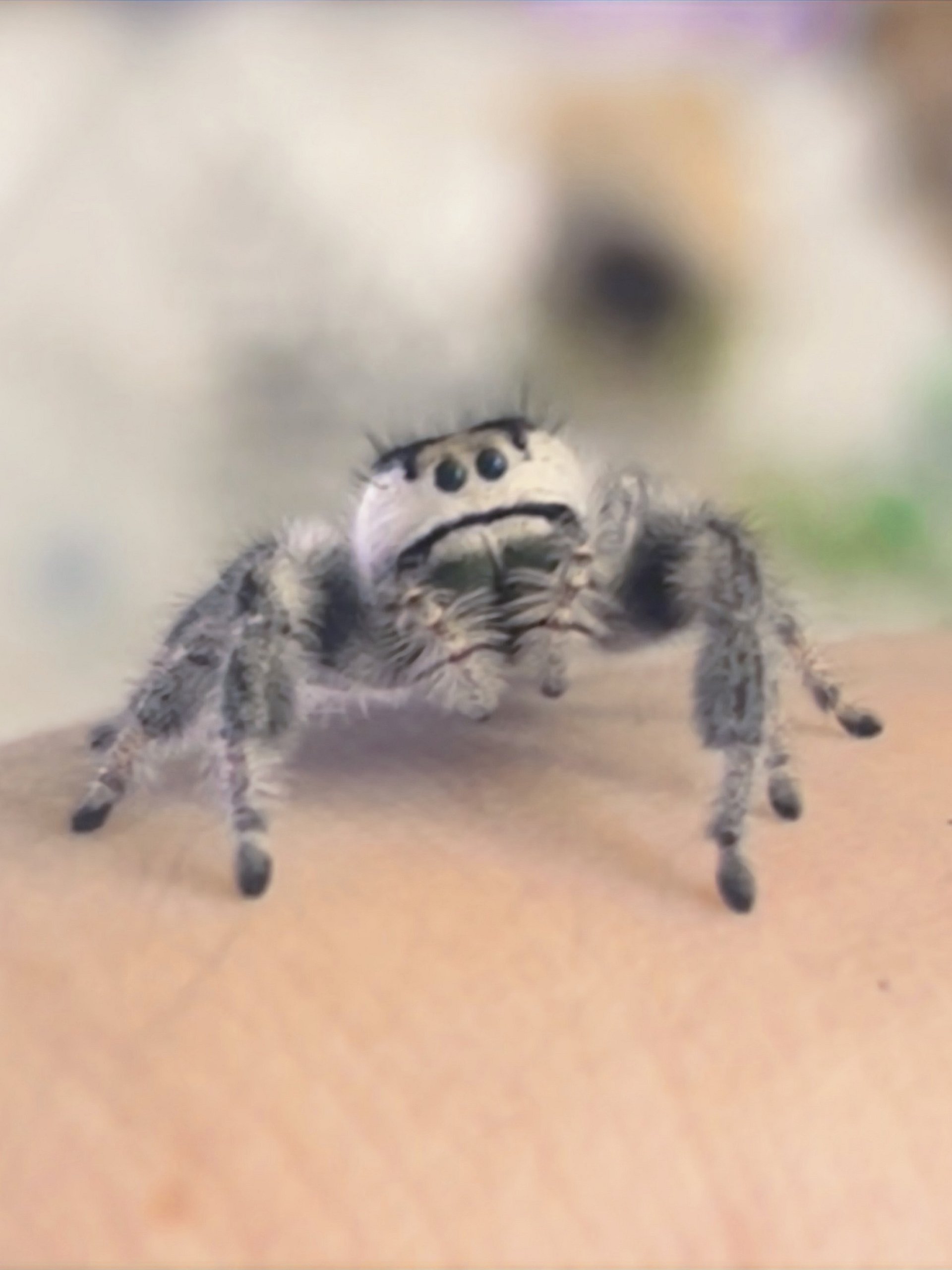 Boots the jumping spider glitter sticker product image (2)