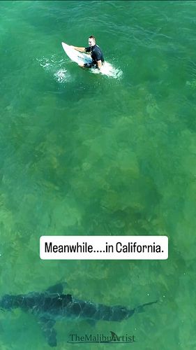 Great white sharks near surfers are just an everyday occurrence in California.