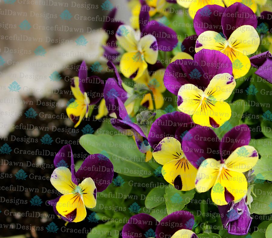 Yellow and Purple Pansies product image (1)