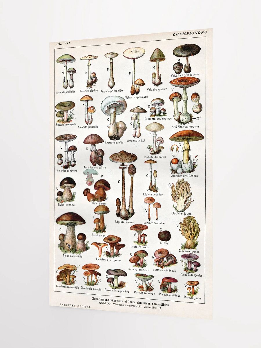 French Mushroom Chart Poster product image (3)