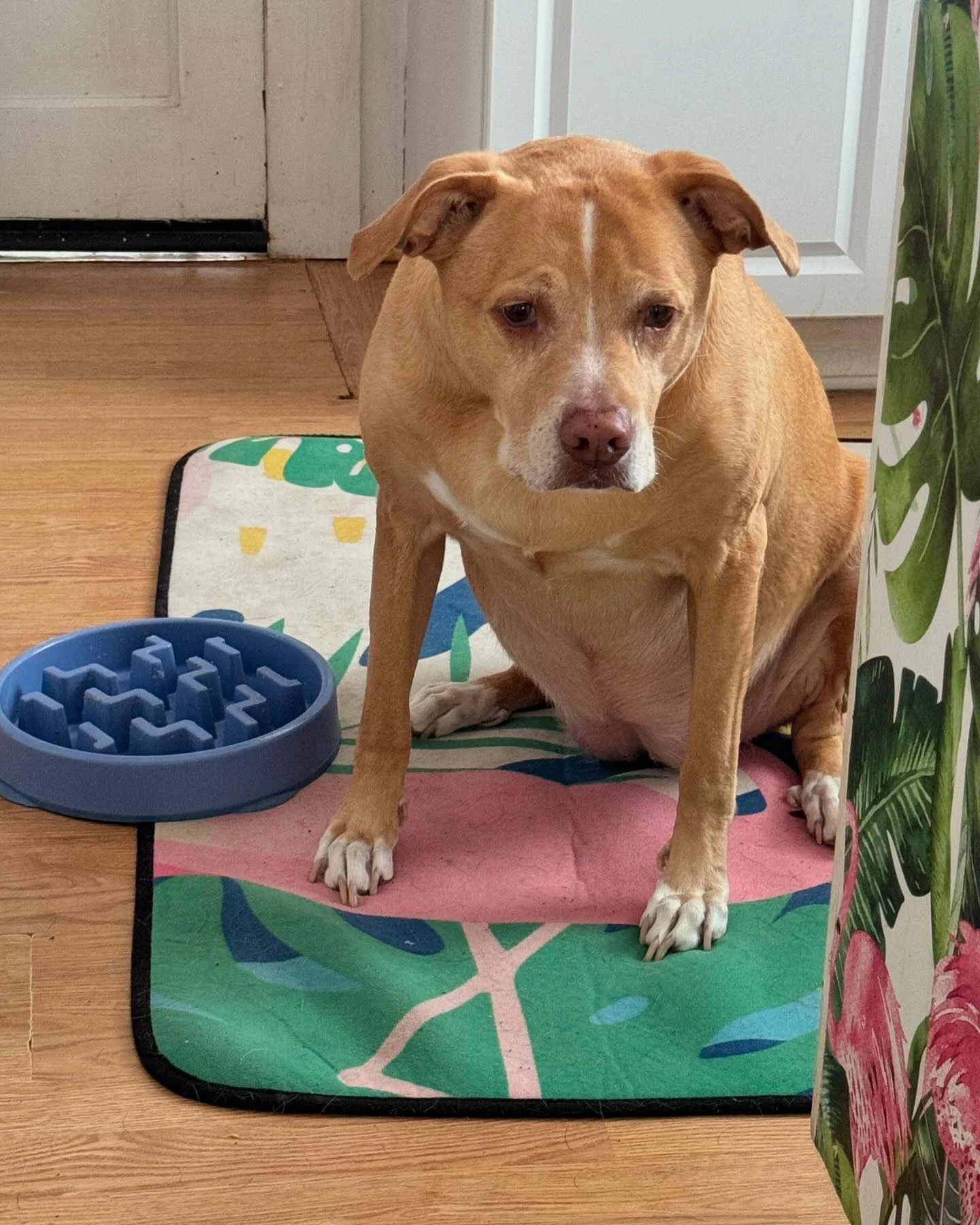 Layla scoping Coffee’s food dish waiting for her to get done