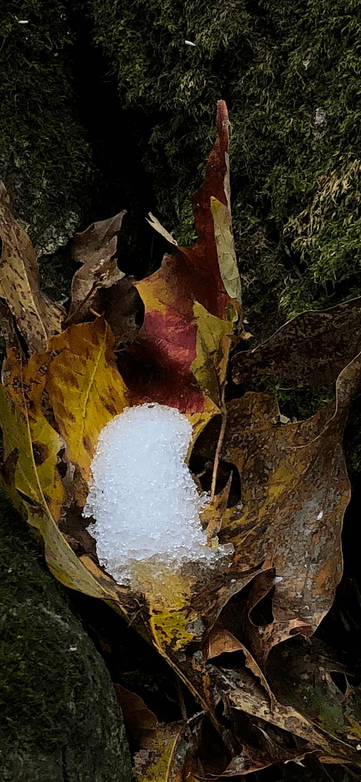 Leaf and Snow Phone Background product image (1)