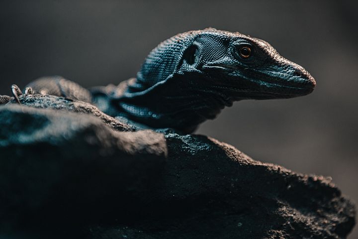 Baby Black Dragon Water Monitor Perched product image (1)