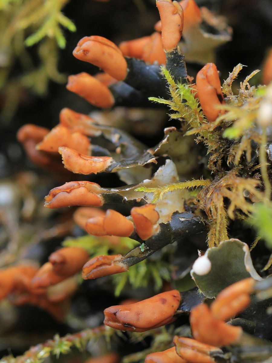 Lichen Image Collection product image (6)