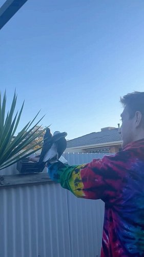 Love this trust with these wild magpies 🥰💜 #magpies #australia #wildlife #wild #nature