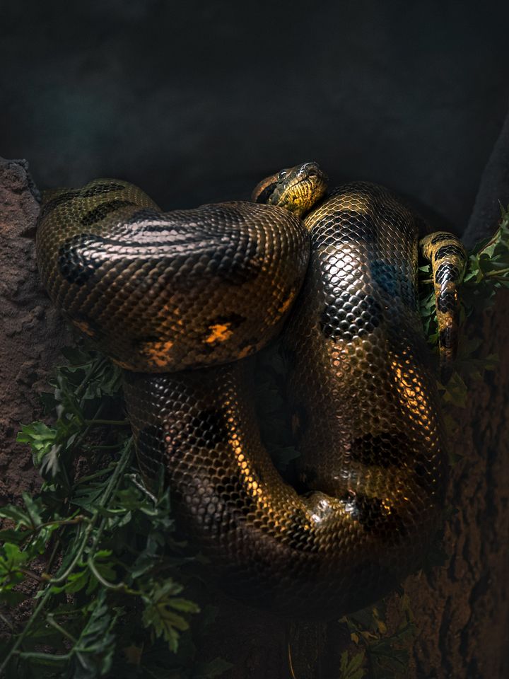 Green Anaconda Perched #2 product image (1)