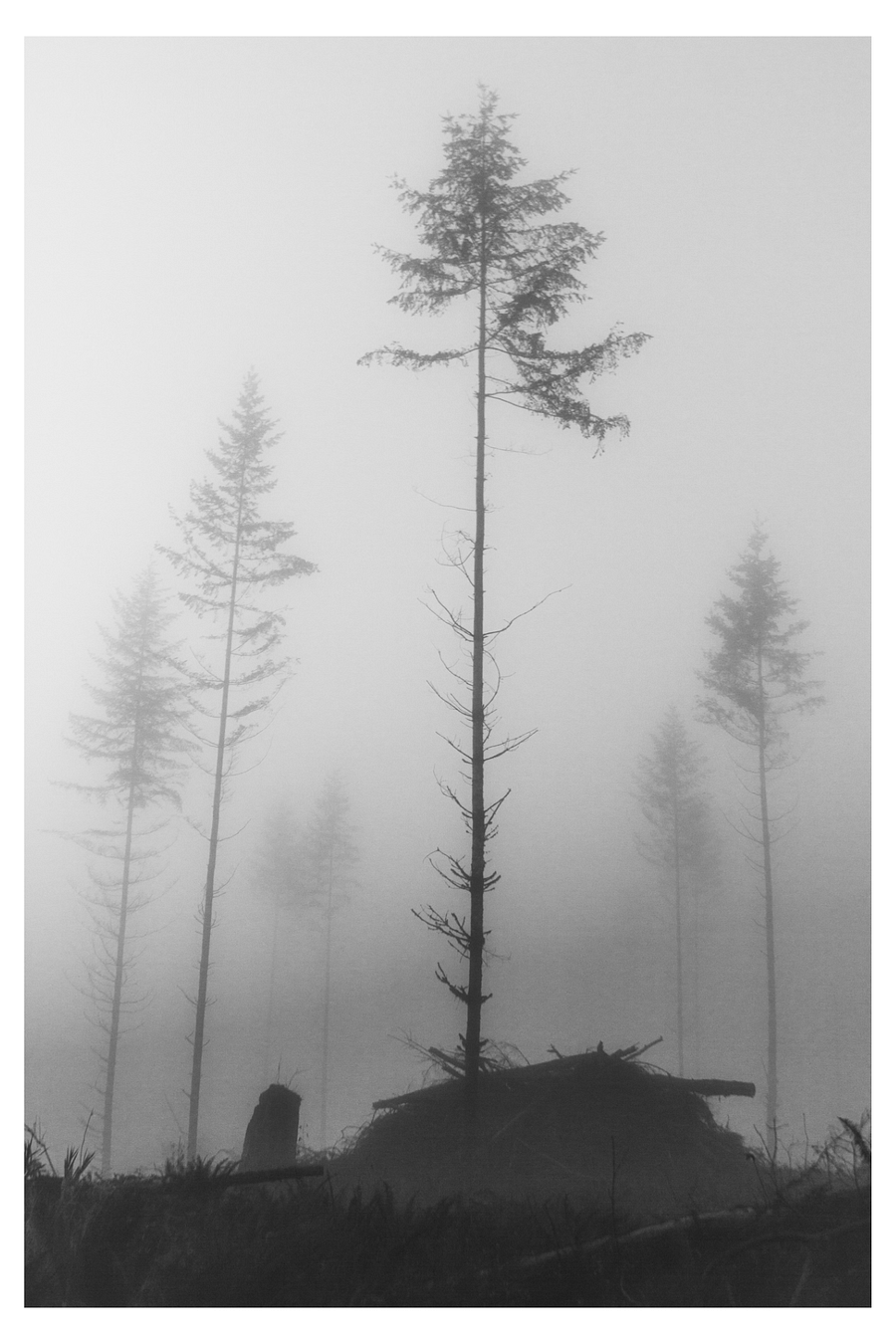TREE FARM #01 product image (1)