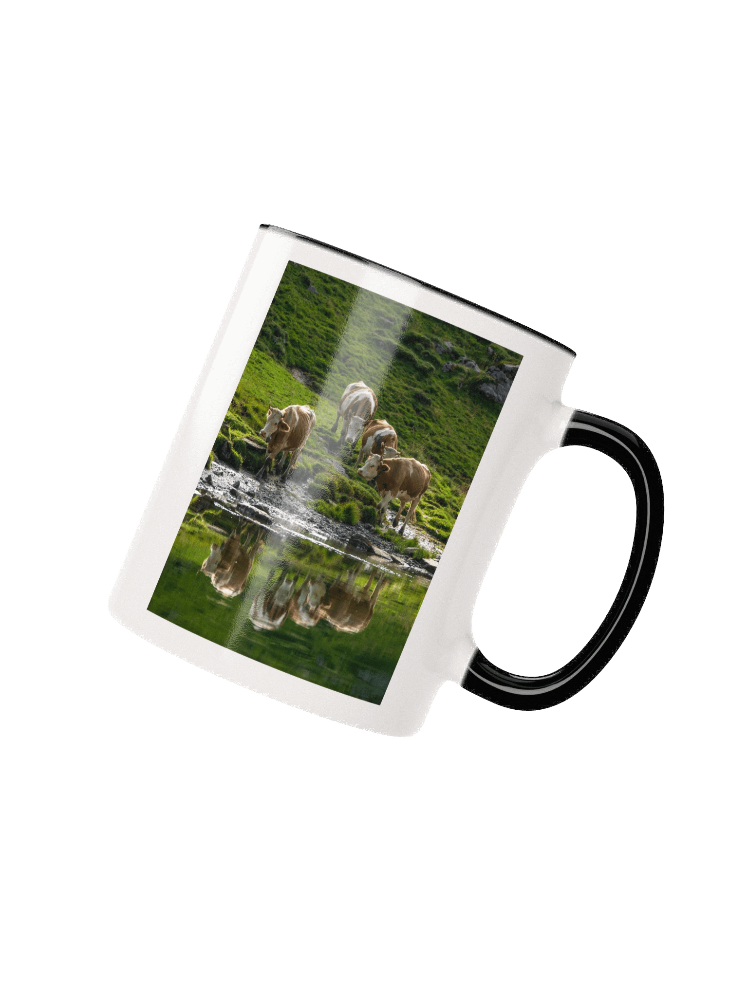 Cows at Sulseeli Jungfrau Region product image (23)