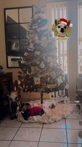 Christmas Poppy 🥰🐶👸🏼 #chihuahuachristmas