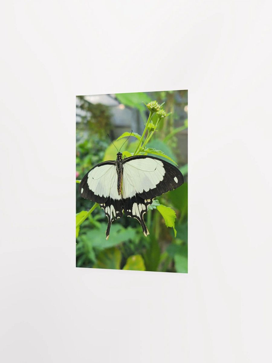 Mocker Swallowtail Tropical Butterfly Butterfly Poster 5x7" product image (2)