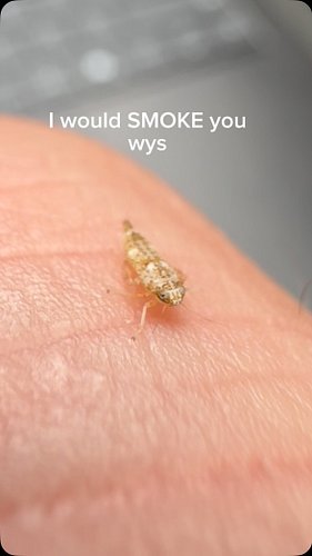 The Japanese Leafhopper ❤️