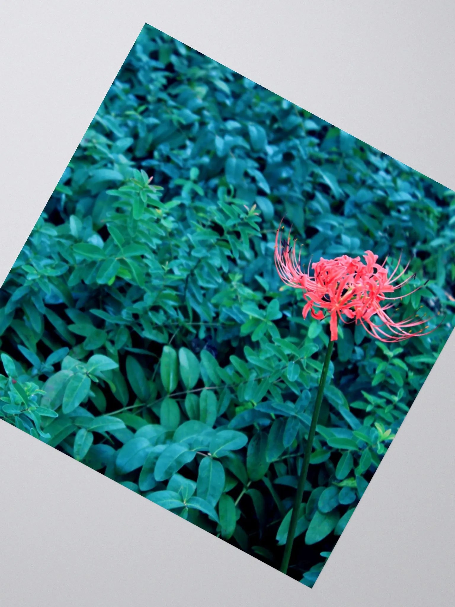 A Study in Flowers 10 - sticker version product image (6)