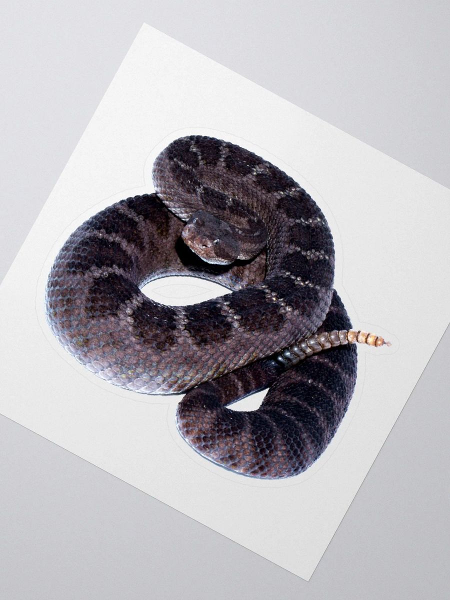 Arizona Black Rattlesnake Sticker product image (2)