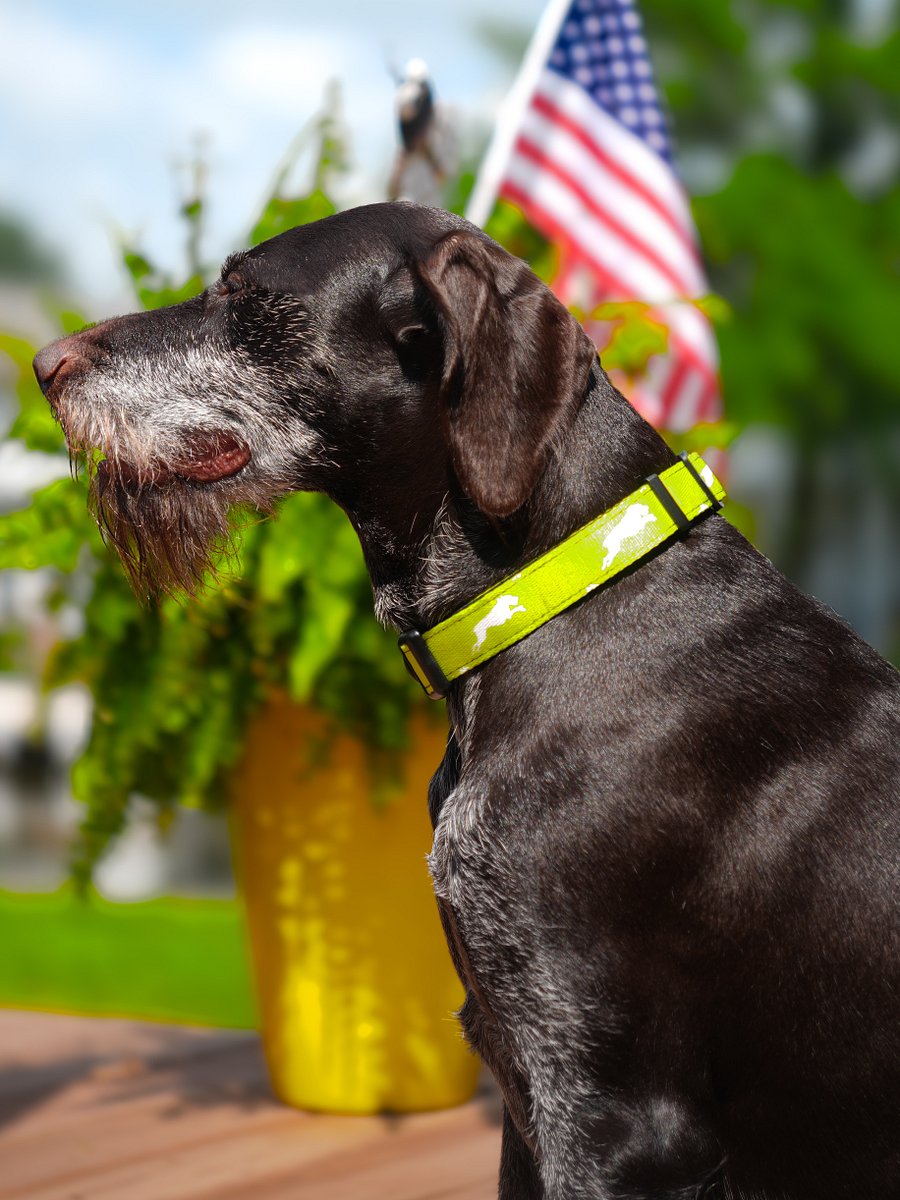 NEW Lemon-Lime Collar product image (1)