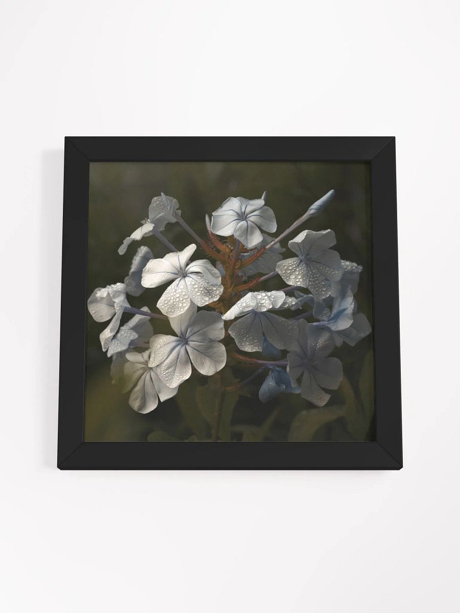 Plumbago product image (3)