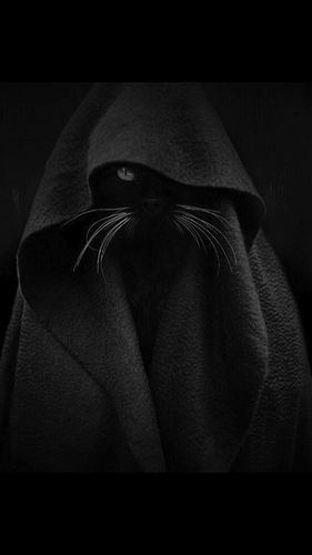 CAT SPIRIT COMMUNITY🐈‍⬛🖤

🐾 For those who walk in silence but stand out loud—you're one of us.

JOIN THE FAM - @kidsfamm 

CH...