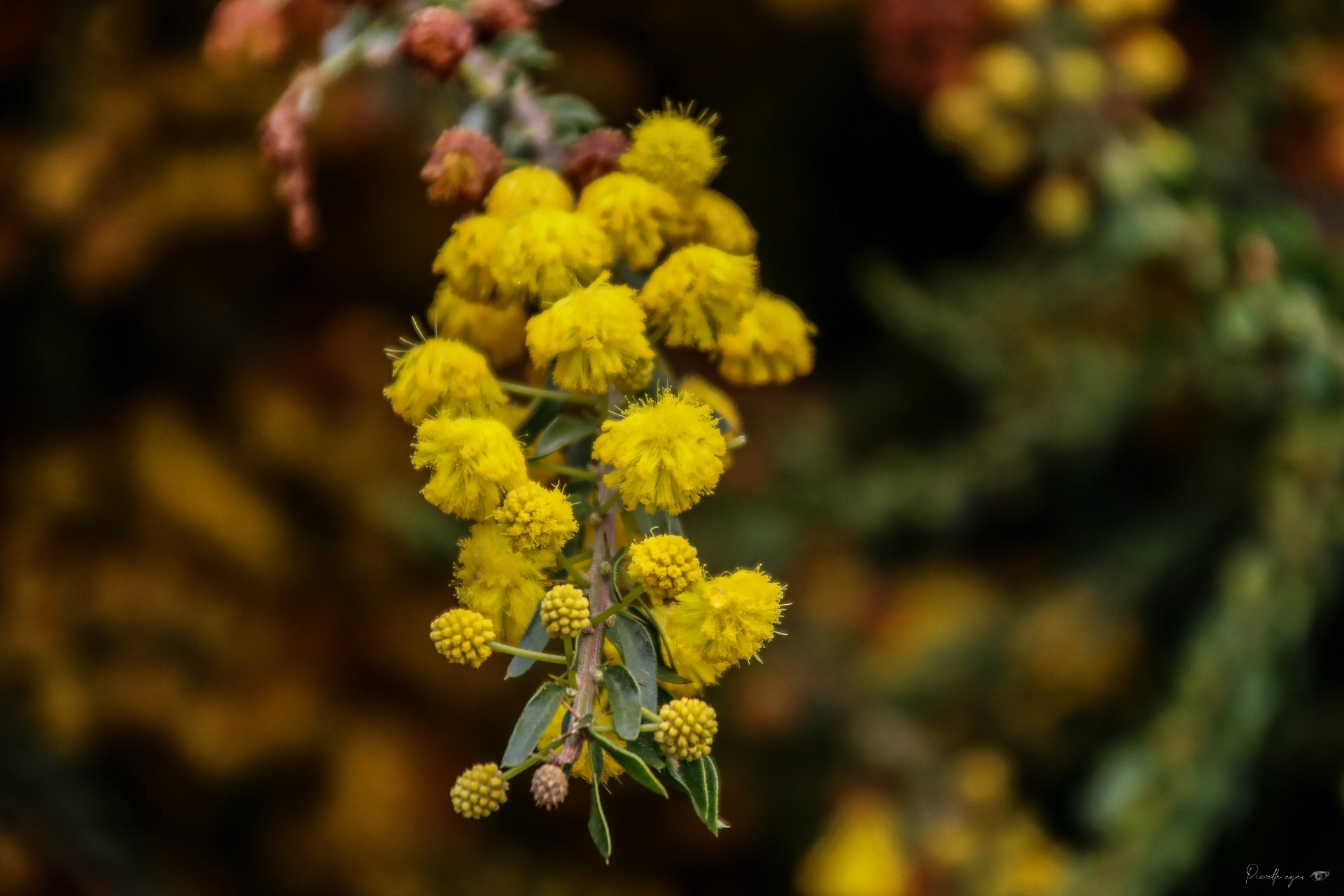 Fine Art - The Golden Intrigue 🌾✨ product image (1)