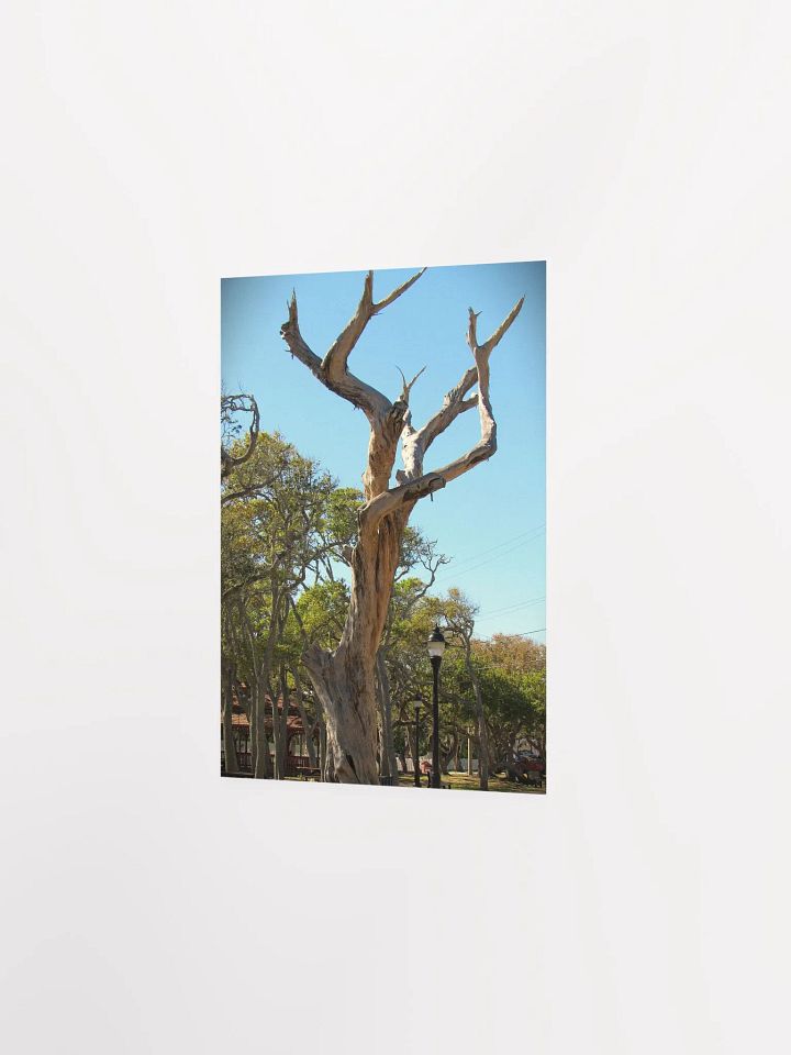 Old Tree product image (17)