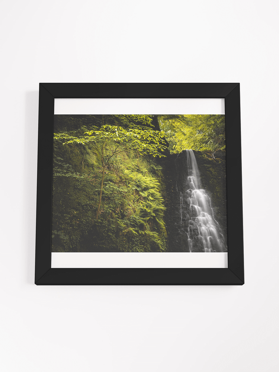Falling Foss Sapling product image (15)