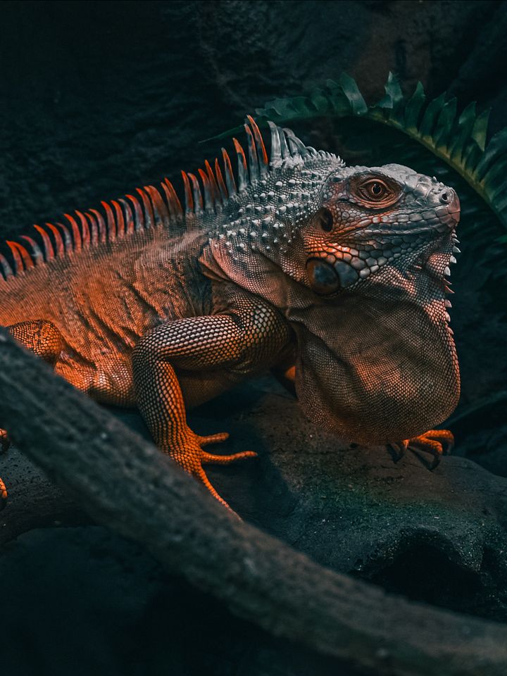 Red Iguana #2 product image (1)