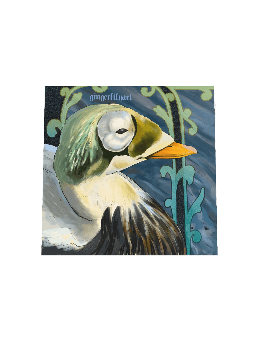 speckled eider duck product image (7)