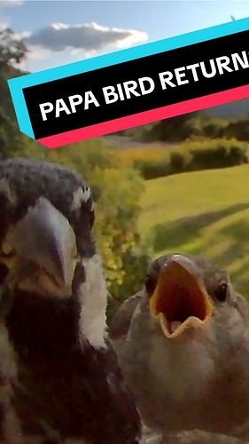 HE BROUGHT ALL THE BABIES

#birbmemes #birdfeeder #birdstagram #birdsofafeather #birdcam #birds_captures #help #birdsarentrea...