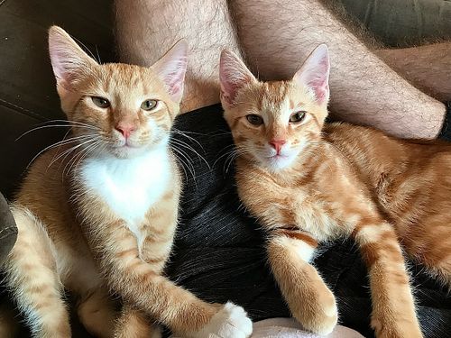 Another collection featuring my fur babies, Ziggy & Lucy 🐈🐈