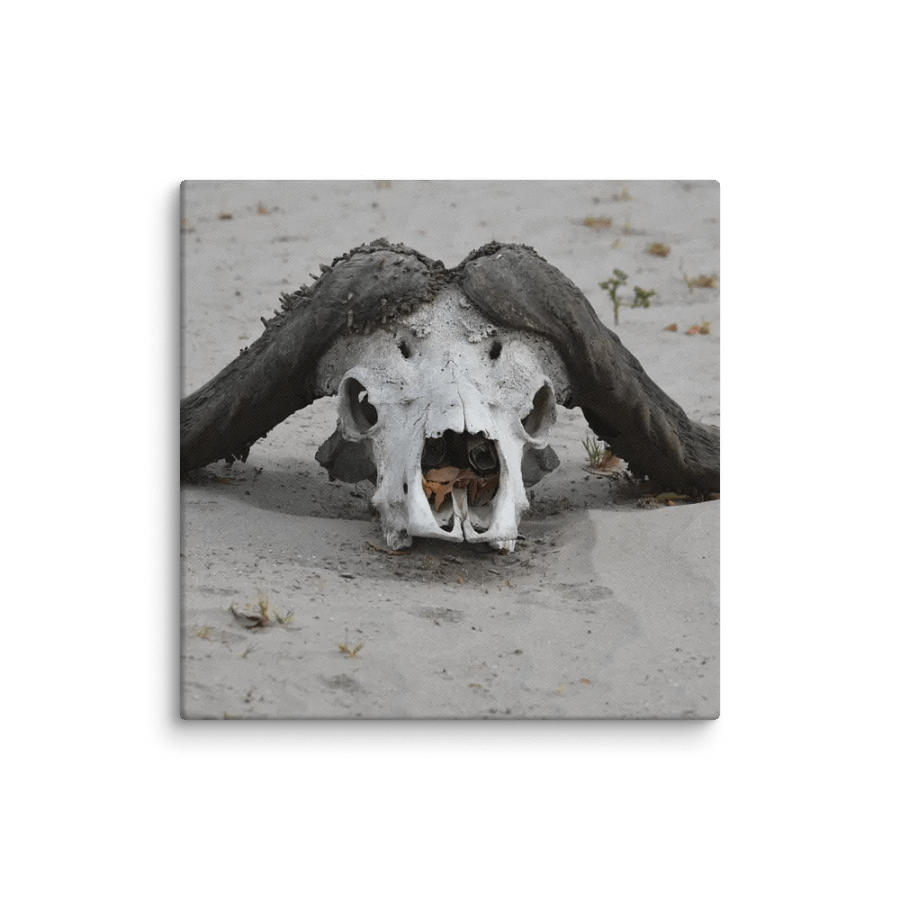 Buffalo Skull (Canvas Print) product image (1)