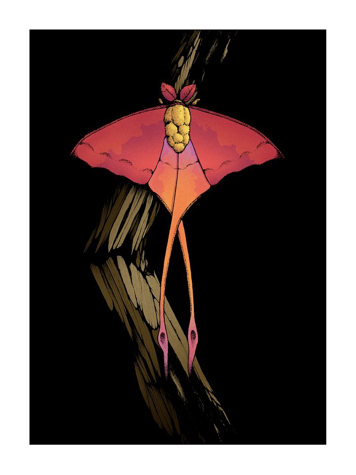 Moon Moth - Colour product image (1)