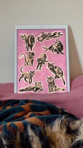 I’d spend nine lives with you 

#artist #catart #catlover #artprint #sweetcarolina #lanadelrey